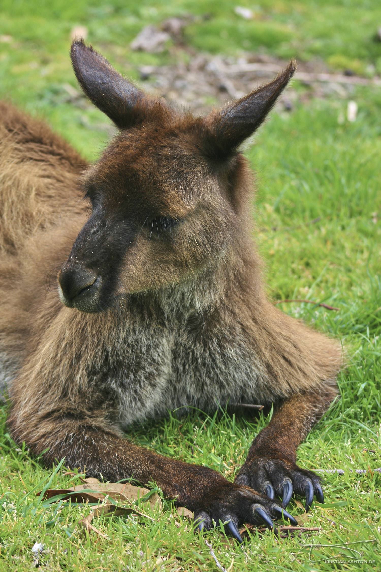 Excursion to Cleland Wildlife Park, to show Ralph the "dangerous" Australian animals