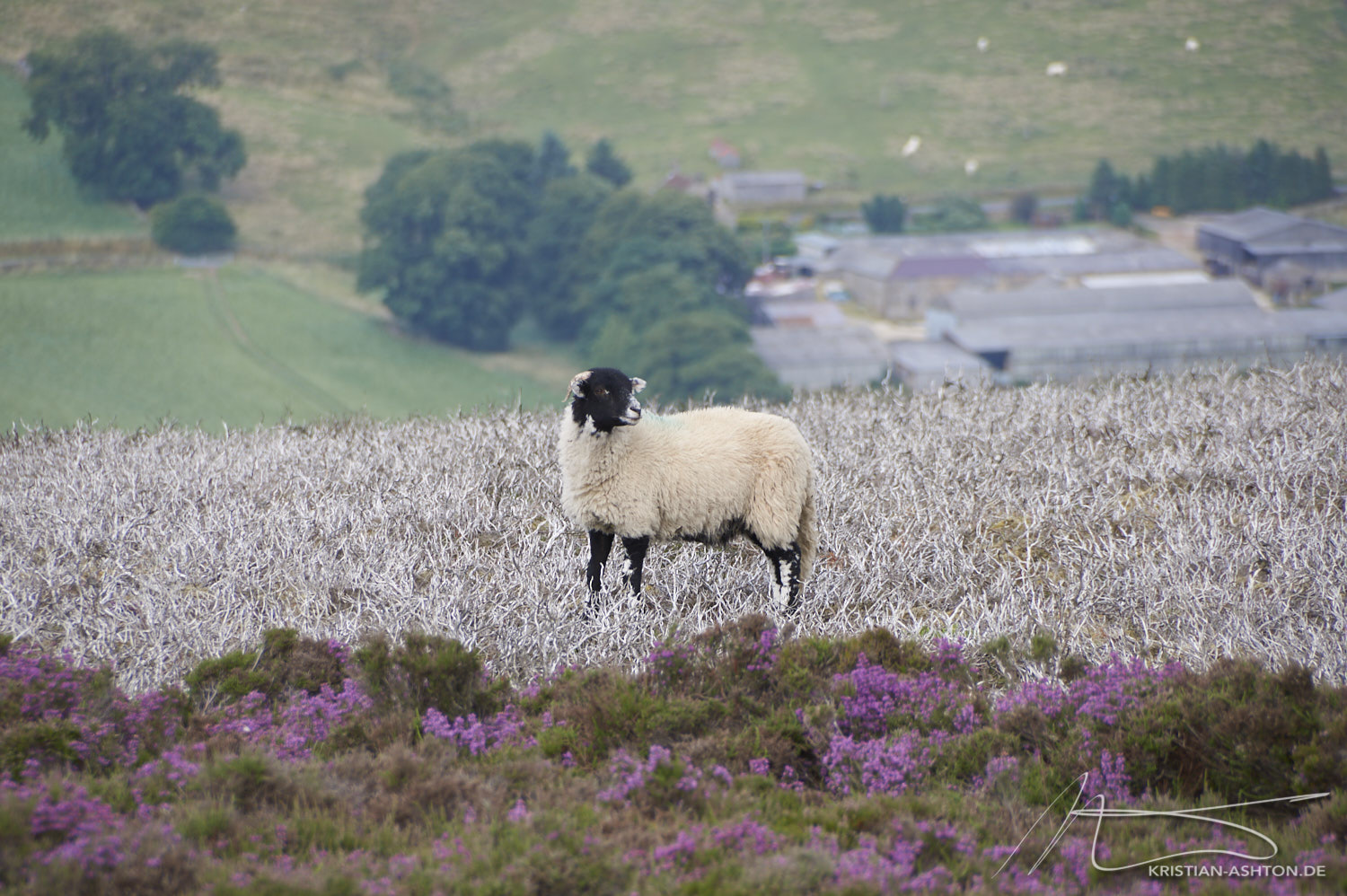 North York Moors - a sheep by Rosedale Chimney Bank