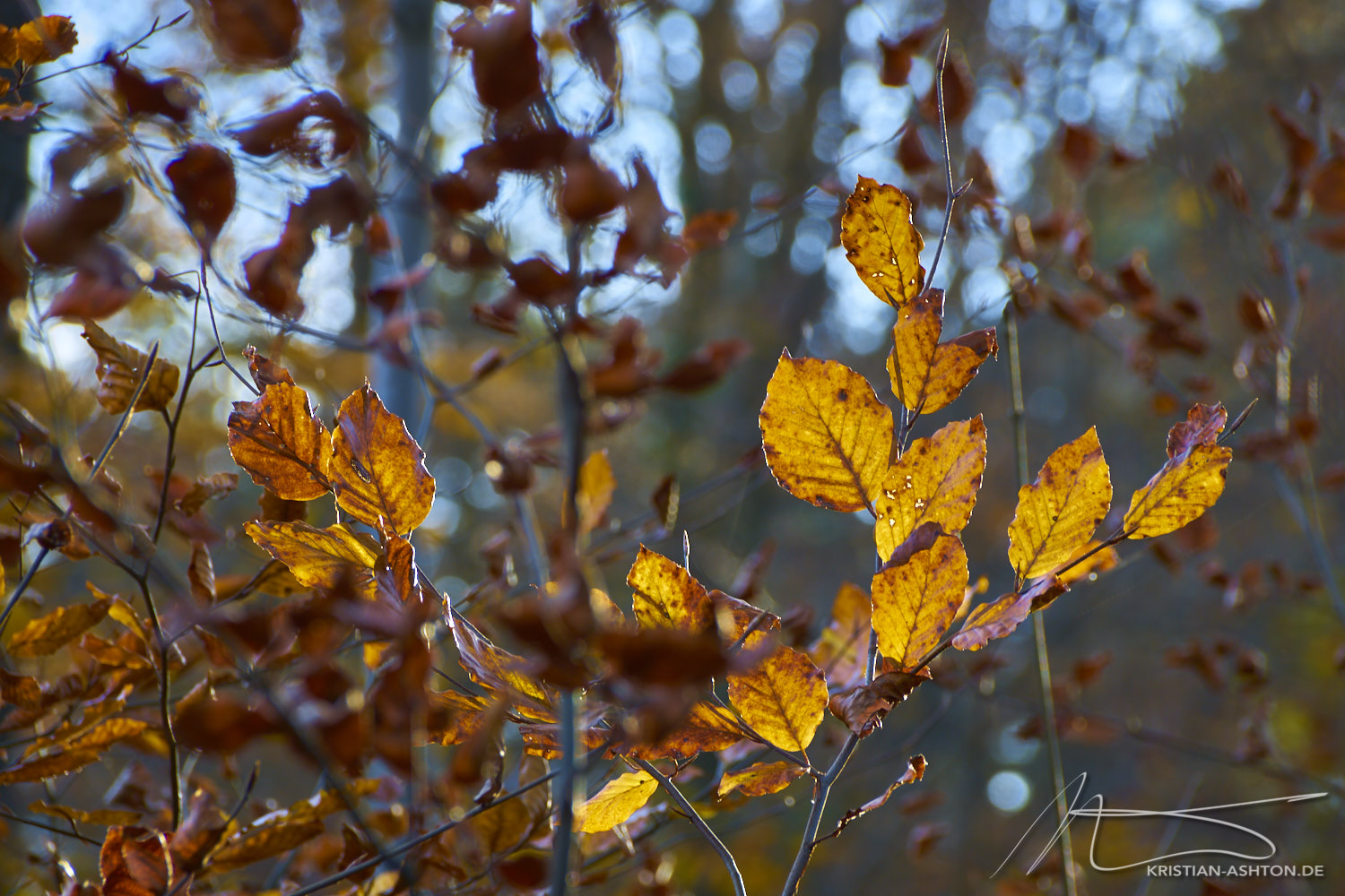 Autumnal impressions of the Silberwald