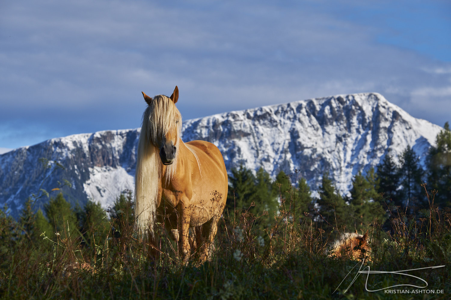 Beautiful horses along the panorma trail