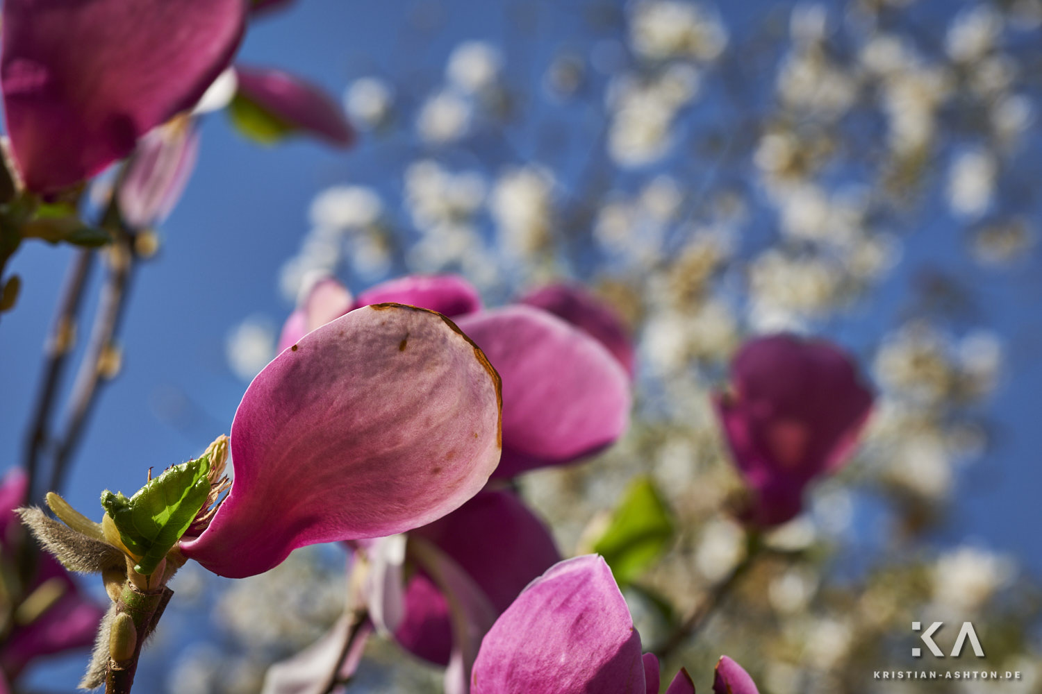 Magnolias in full bloom in the Moorish garden of the Wilhelma